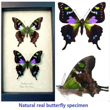 Doğal gerçek kelebek örneği böcek örneği öğretim örneği DIY kanatlı kelebek kendinden mühürlü çanta çıkarılabilir